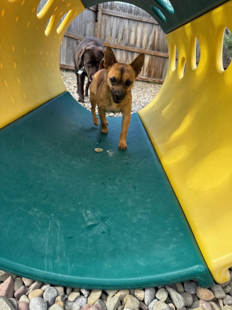 Hazel, an adopted mixed breed in Hamburg , NY image 4/4