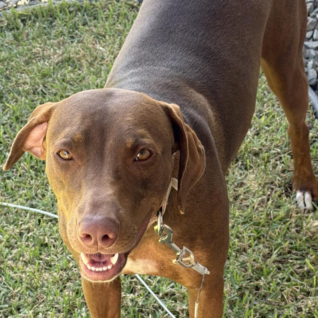 Ono, Adoptable, Adult Female Chocolate Labrador Retriever & Mixed Breed.