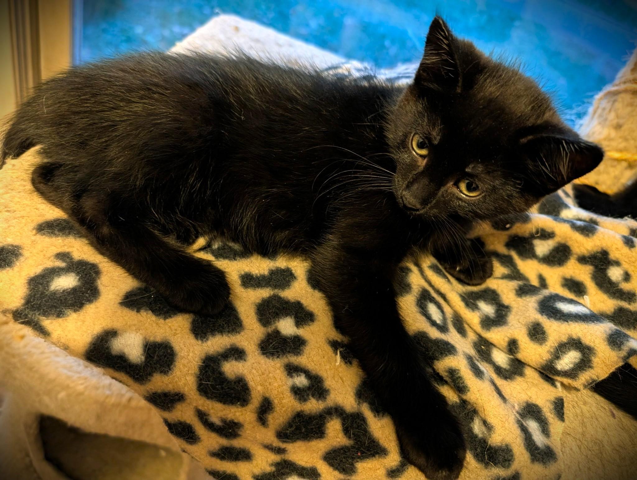 Enlarge Thistle, a Adoptable Domestic Short Hair in Mankato, MN image 2/5