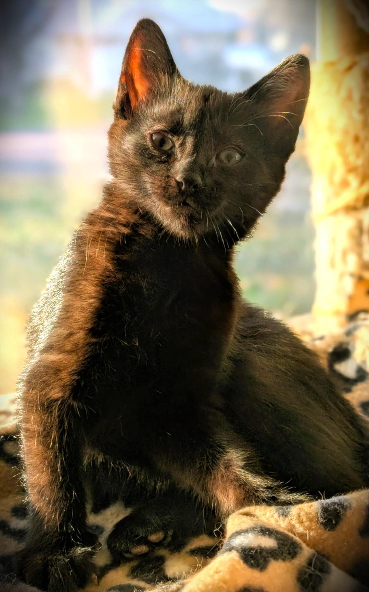 Enlarge Thistle, a Adoptable Domestic Short Hair in Mankato, MN image 3/5