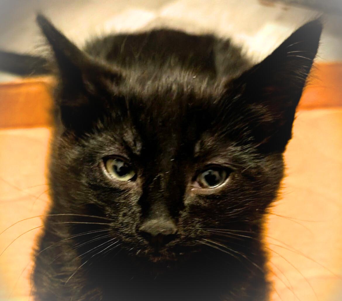 Enlarge Thistle, a Adoptable Domestic Short Hair in Mankato, MN image 5/5