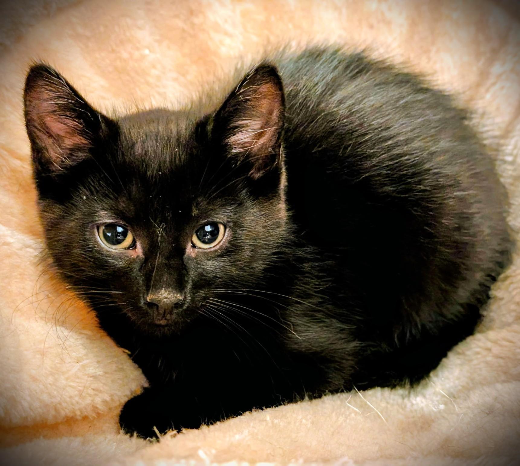 Enlarge Thistle, a Adoptable Domestic Short Hair in Mankato, MN image 4/5
