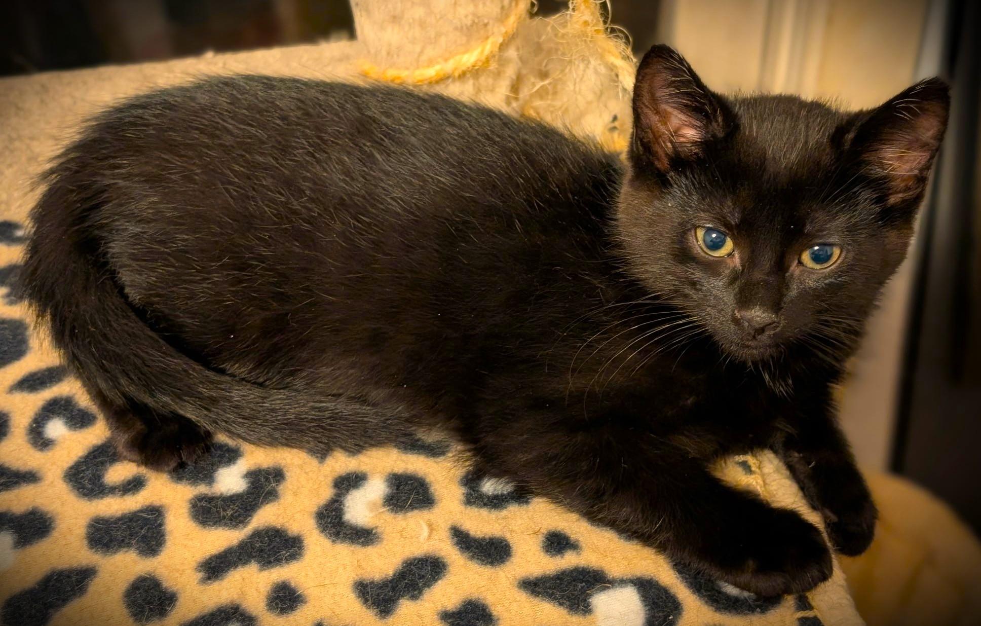 Enlarge Thistle, a Adoptable Domestic Short Hair in Mankato, MN image 5/5