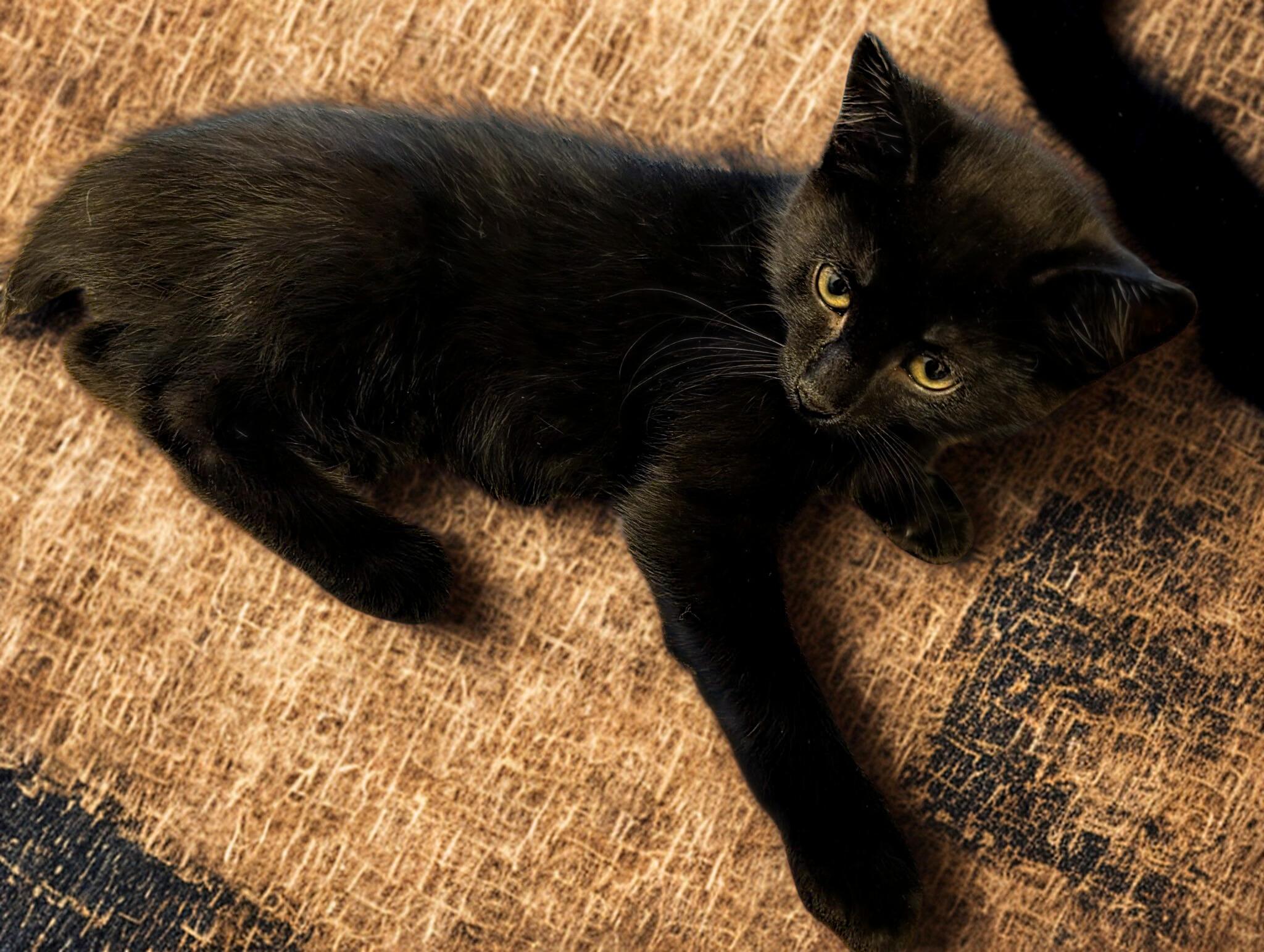 Enlarge Thistle, a Adoptable Domestic Short Hair in Mankato, MN image 1/5