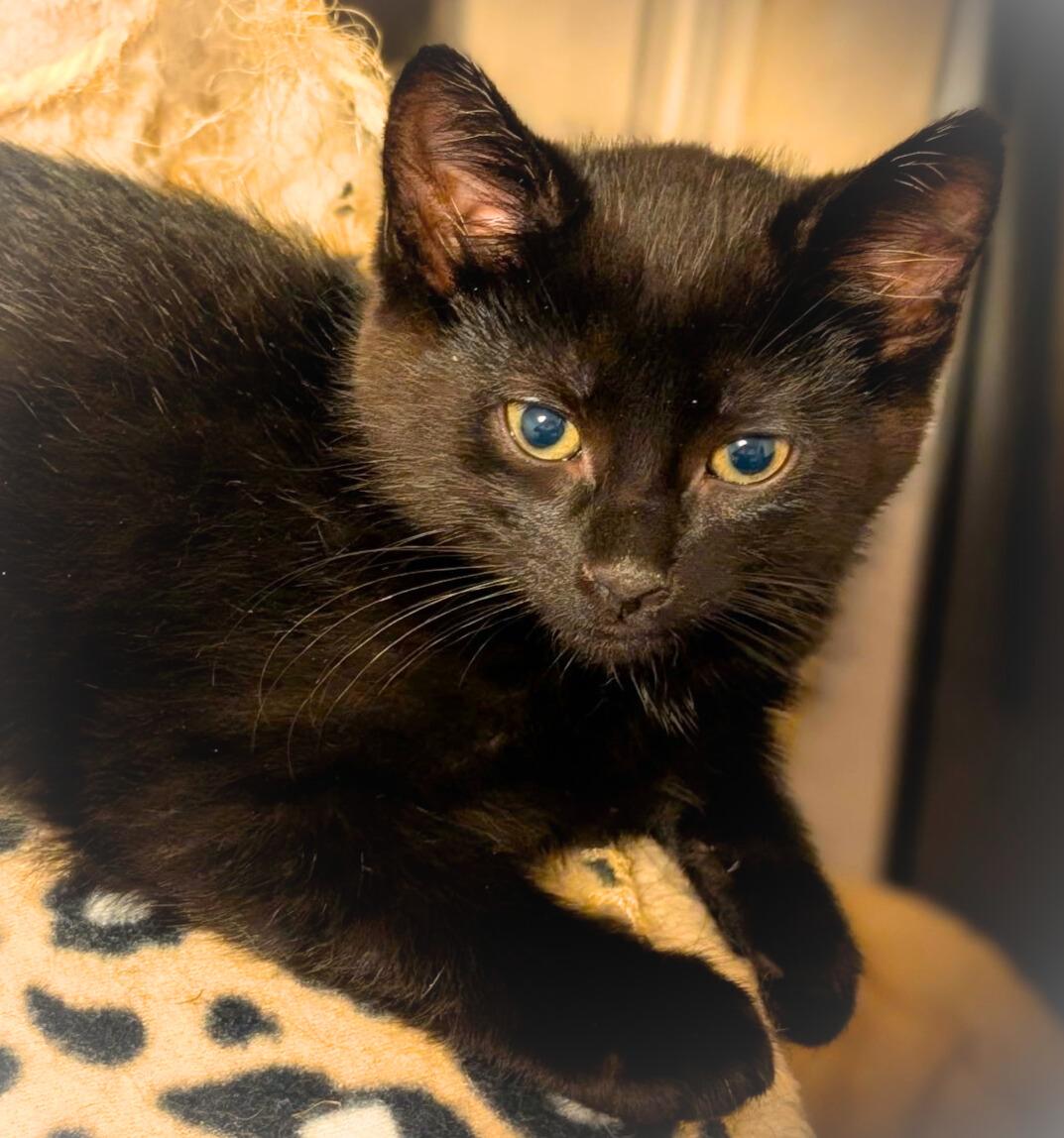 Enlarge Thistle, a Adoptable Domestic Short Hair in Mankato, MN image 2/5