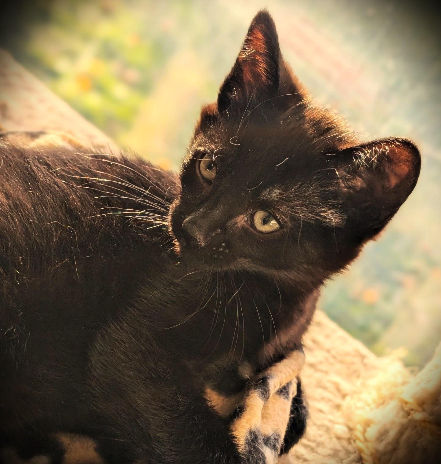 Thistle, Adoptable, Kitten Male Domestic Short Hair.