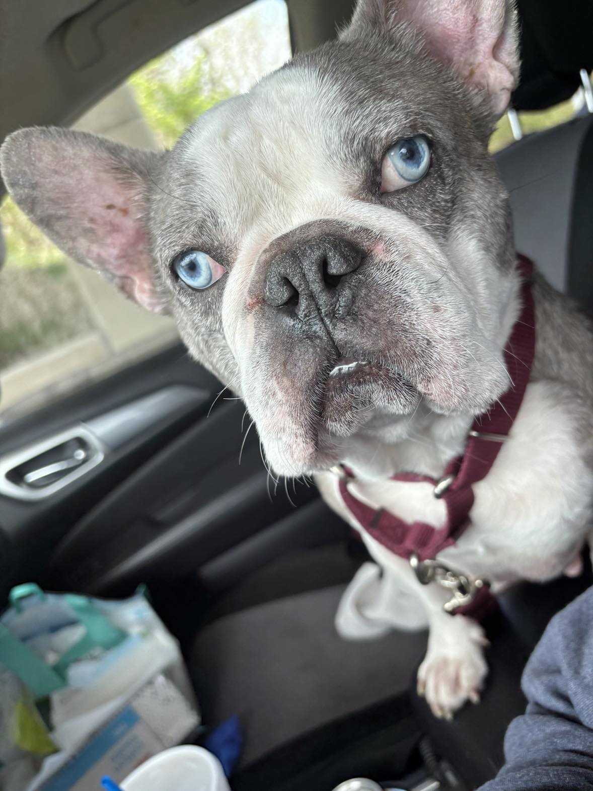 Duncan, Adult Male French Bulldog