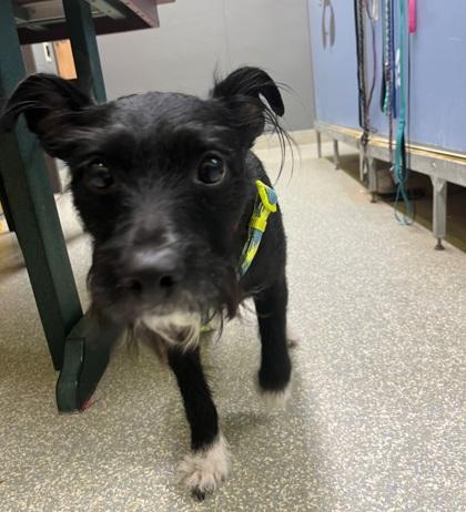 Luskan, Adoptable, Adult Male Parson Russell Terrier & Mixed Breed.