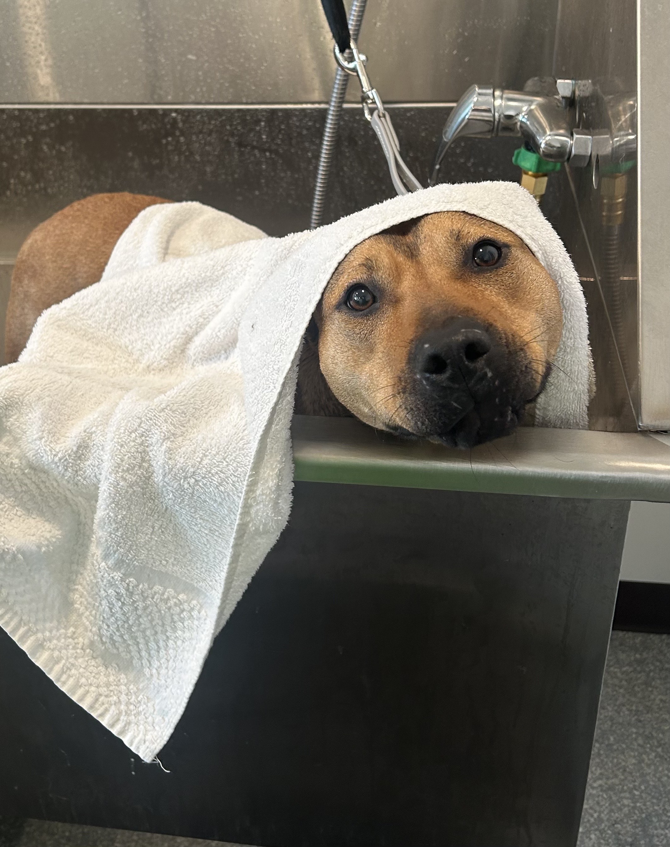 Sandy, a Adoptable mixed breed in Columbus, OH image 2/6