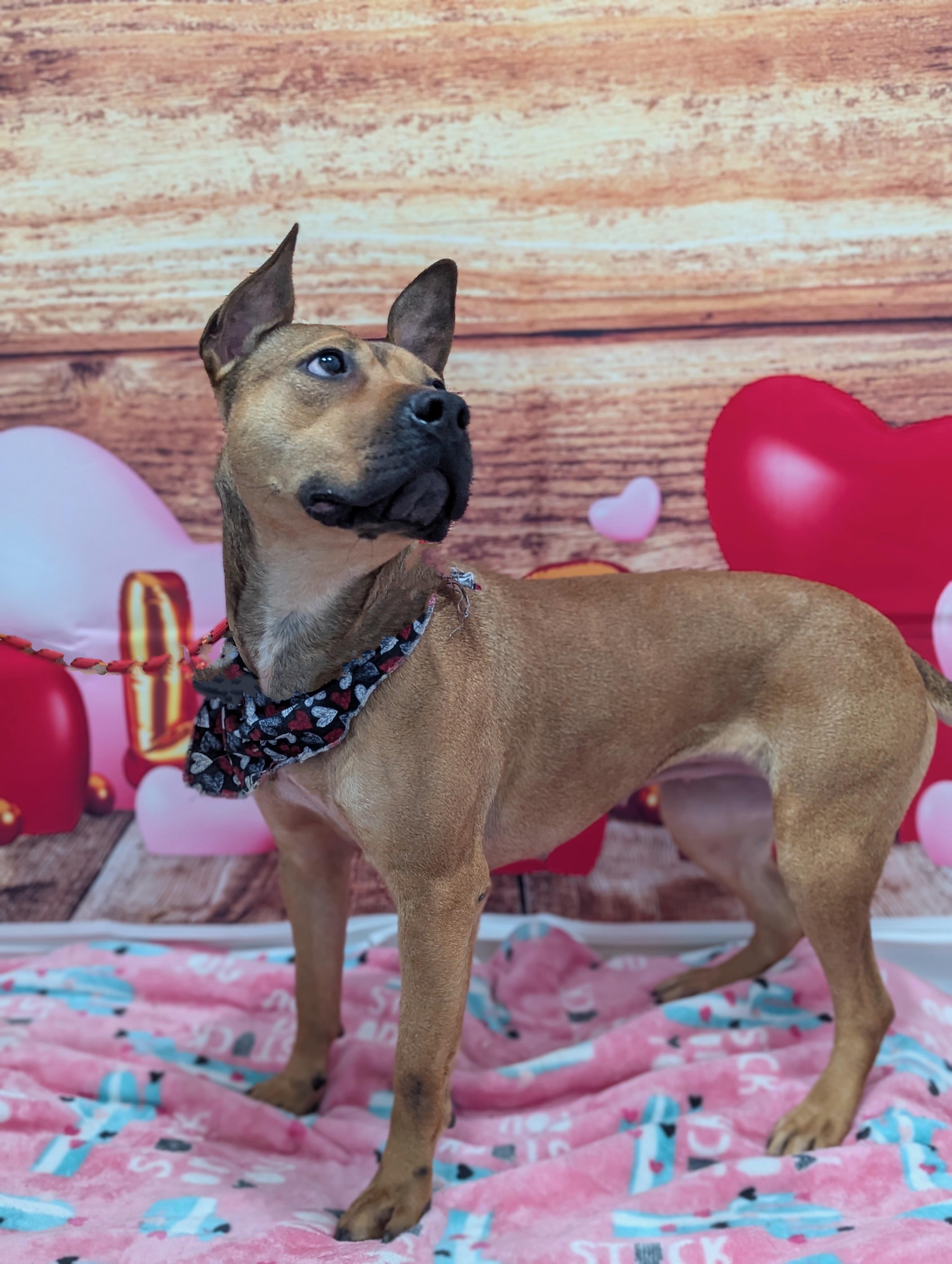 Sandy, a Adoptable mixed breed in Columbus, OH image 6/6