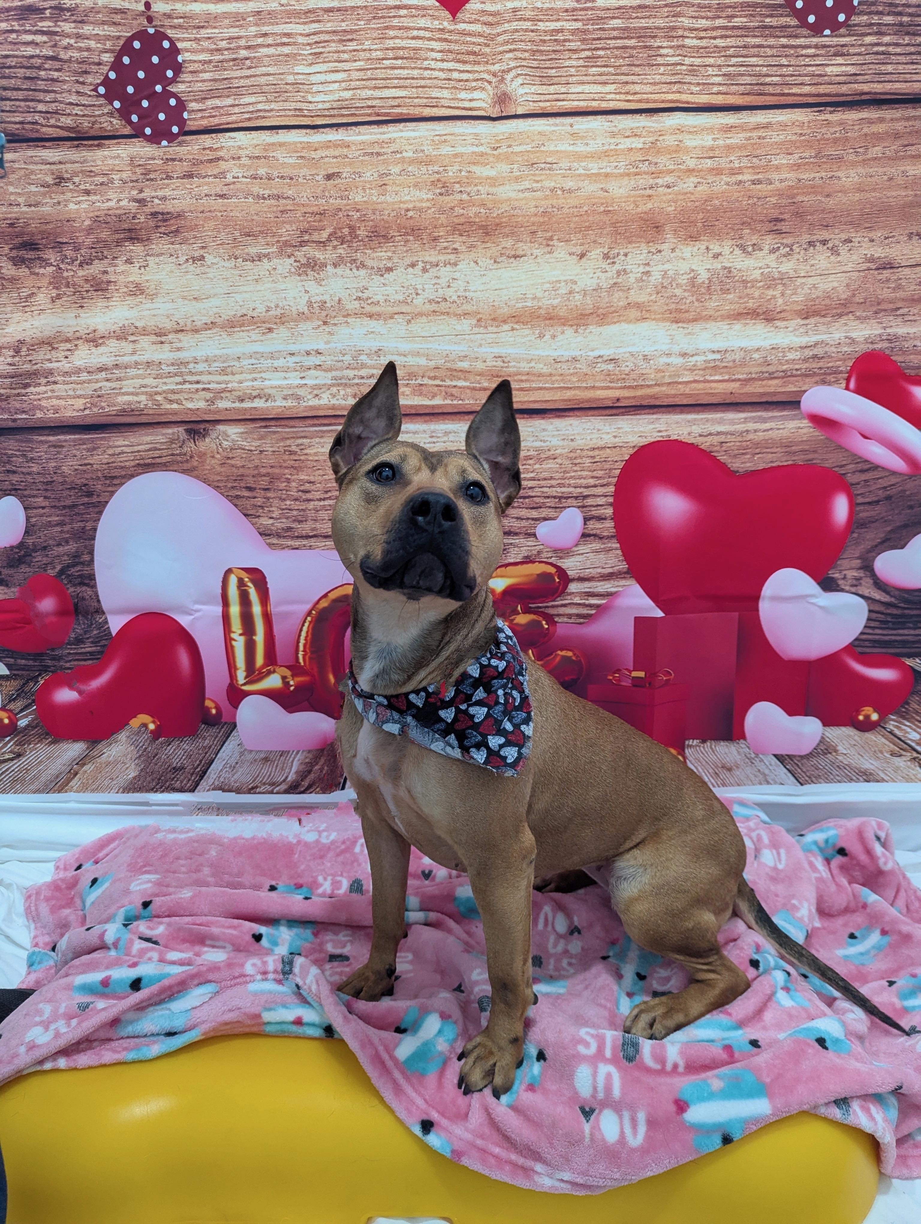 Sandy, Adoptable, Adult Female Pit Bull Terrier.