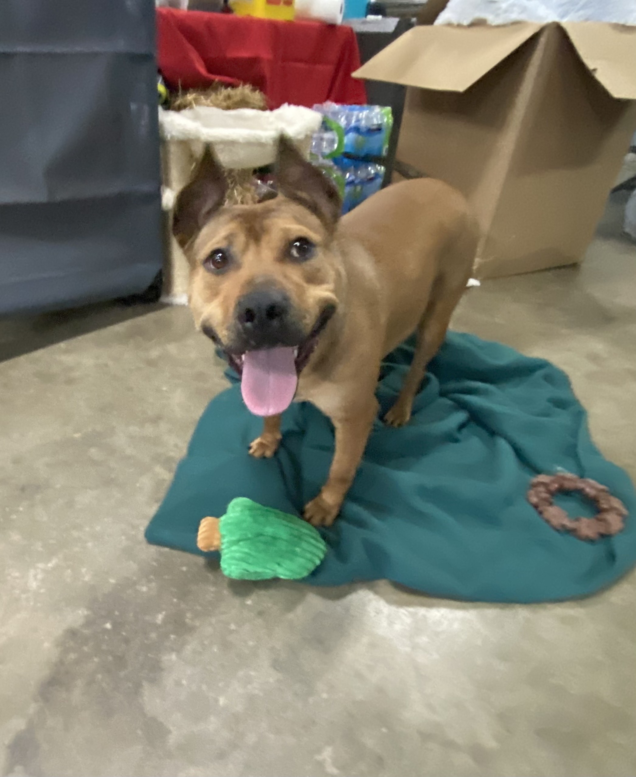 Sandy, a Adoptable mixed breed in Columbus, OH image 3/6