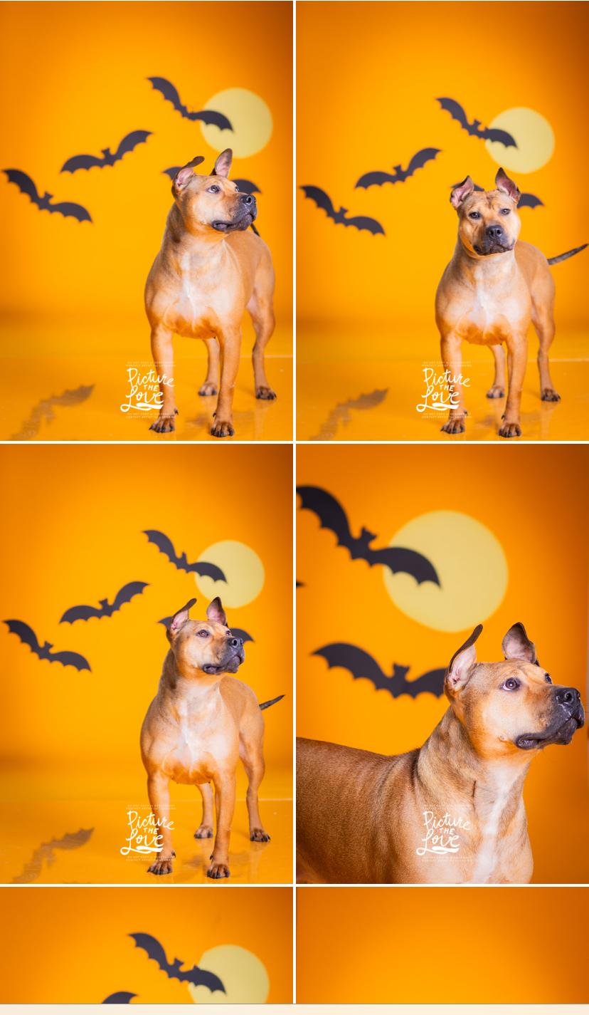 Sandy, a Adoptable mixed breed in Columbus, OH image 4/6