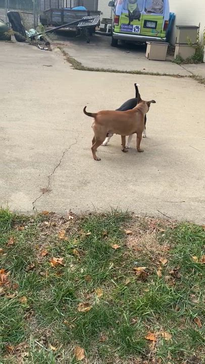 Enlarge Sandy, a Adoptable mixed breed in Columbus, OH video 5/6