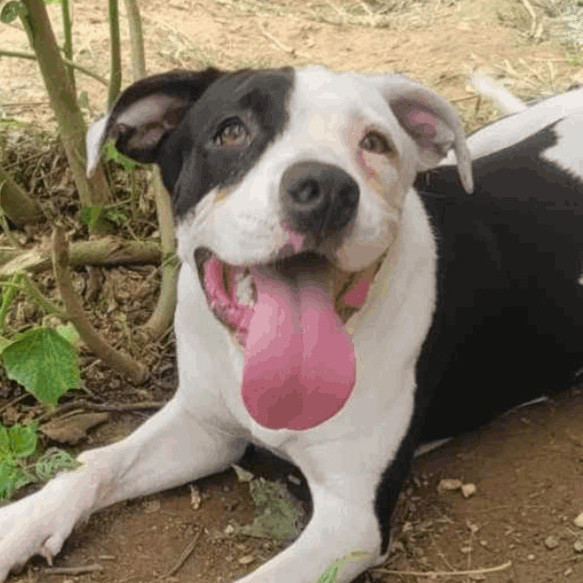 Crissy - in rescue over a year!!