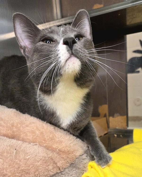 Sylus 46121, Adoptable, Young Male Domestic Short Hair.