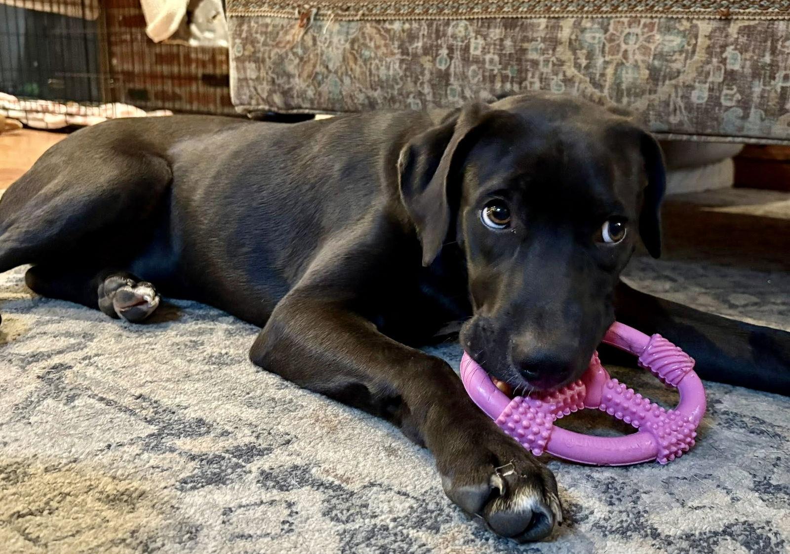 Aries, Adoptable, Young Male Labrador Retriever & Hound.