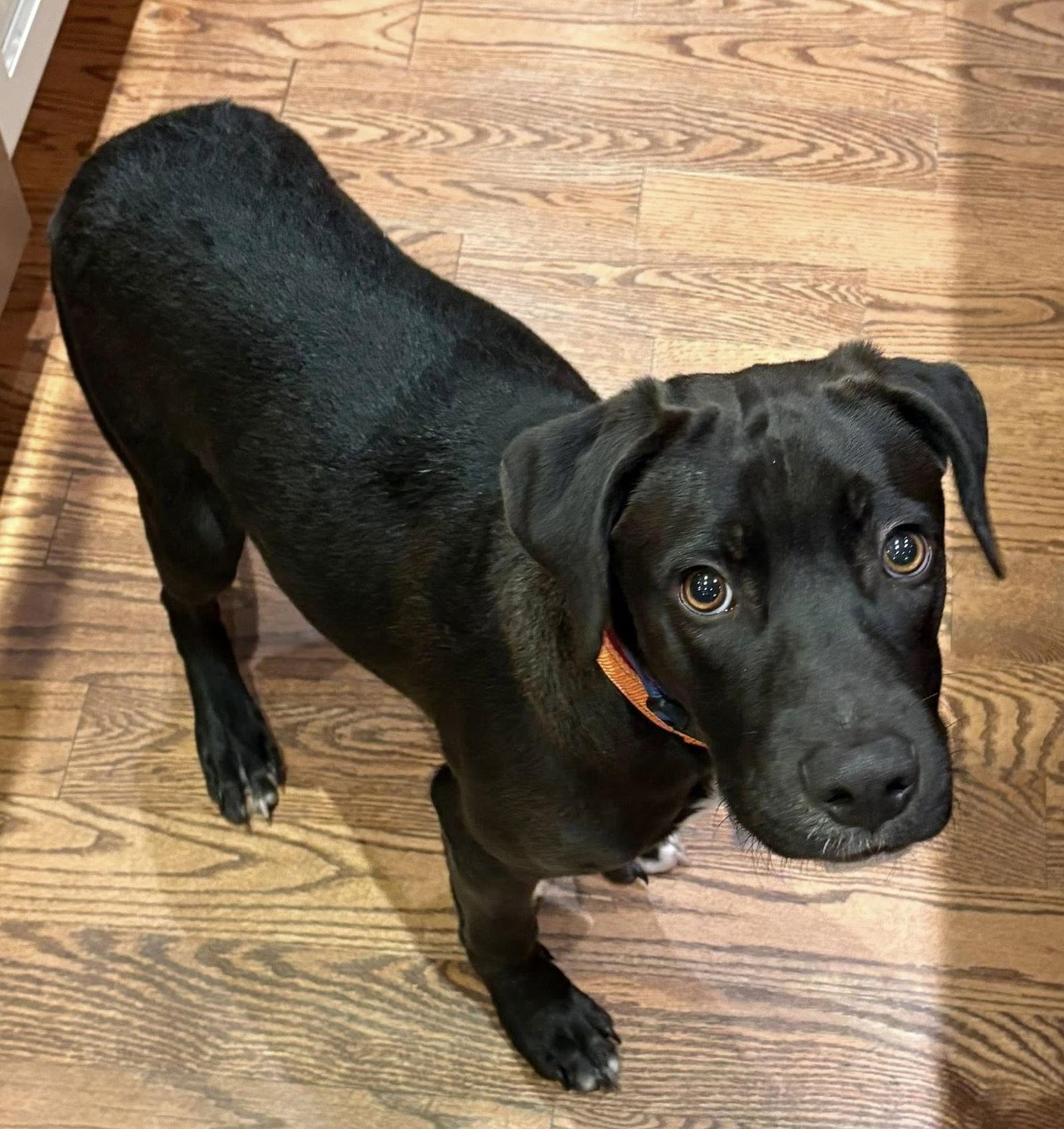 Enlarge Aries, a Adoptable mixed breed in Blackwood, NJ image 2/3