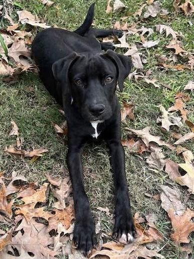 Enlarge Aries, a Adoptable mixed breed in Blackwood, NJ image 3/3