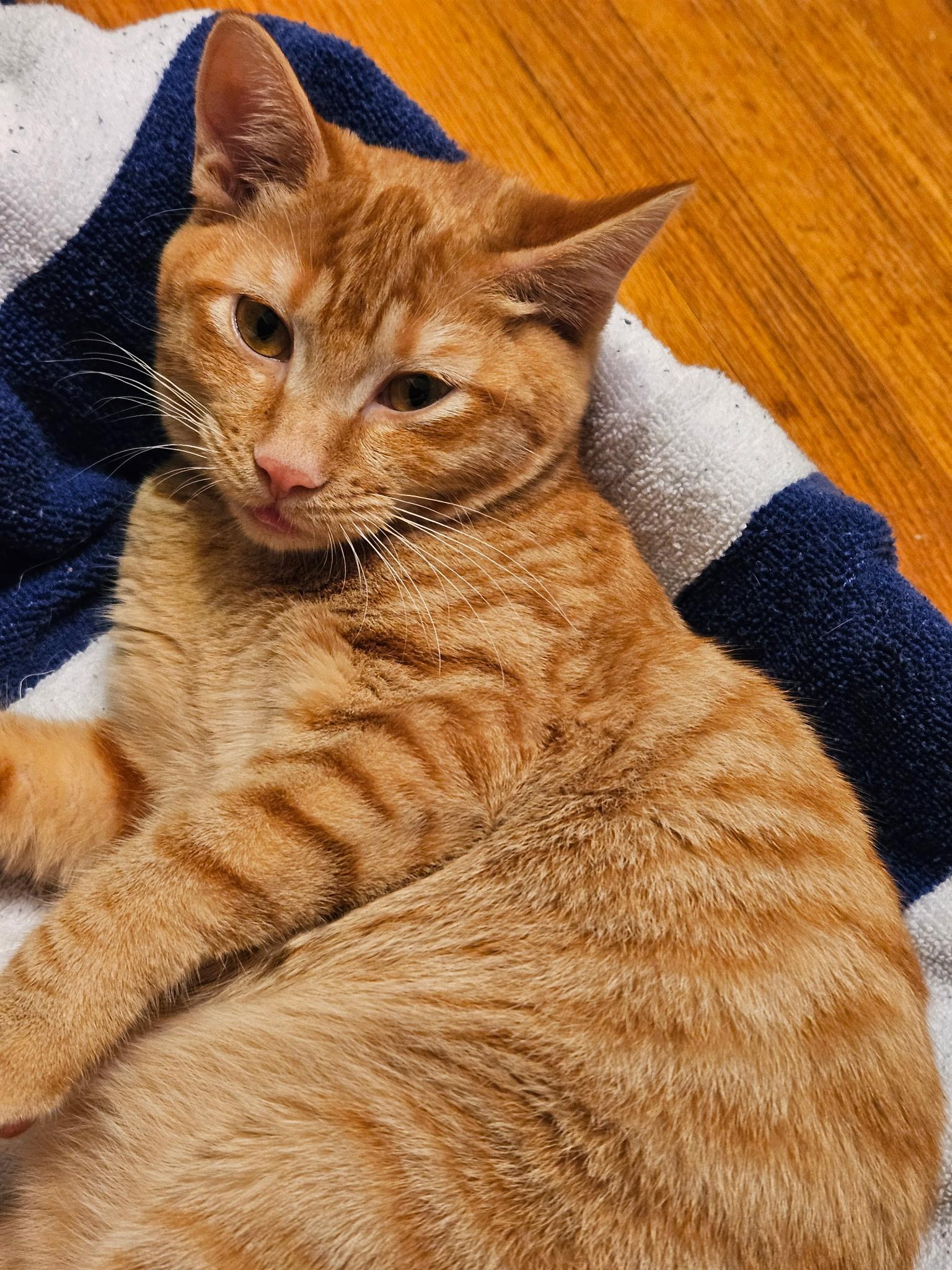 Enlarge Huie, a Adoptable Tabby in Northwood, NH image 1/3