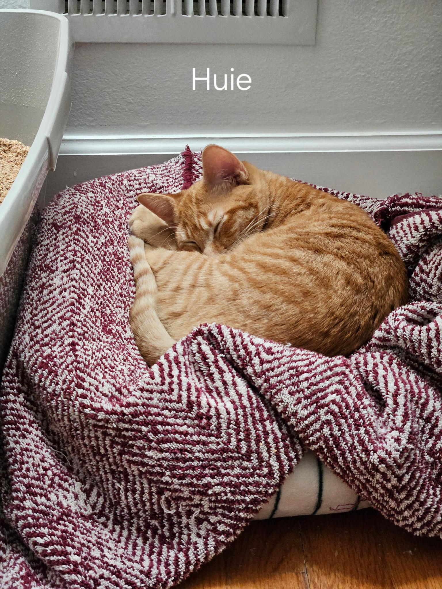 Enlarge Huie, a Adoptable Tabby in Northwood, NH image 3/3