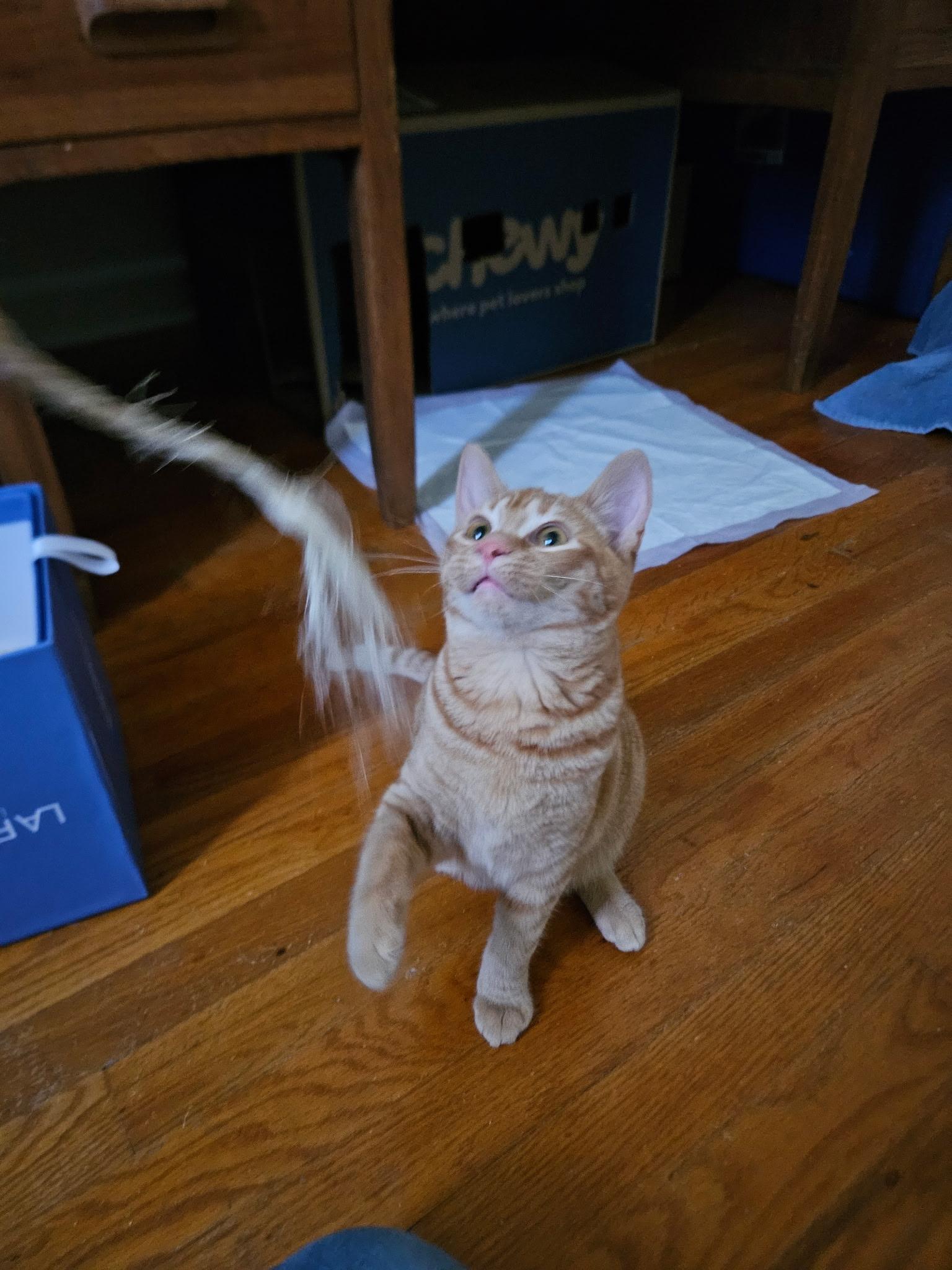 Enlarge Huie, a Adoptable Tabby in Northwood, NH image 2/3
