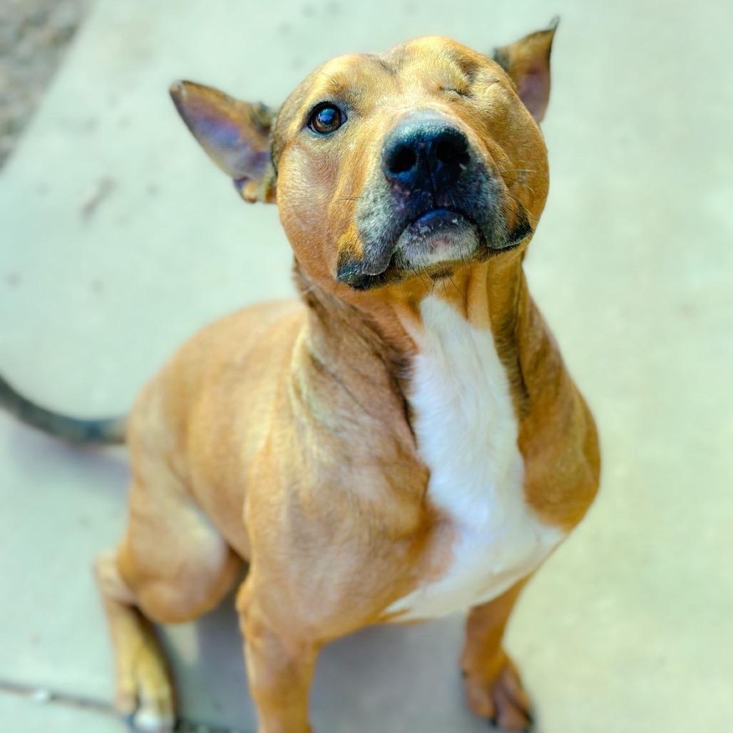 Bo Peeper, Adoptable, Adult Male Bull Terrier & Mixed Breed.