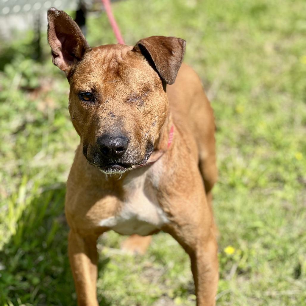 Bo Peeper, a Adoptable mixed breed in Wadena, MN image 2/6