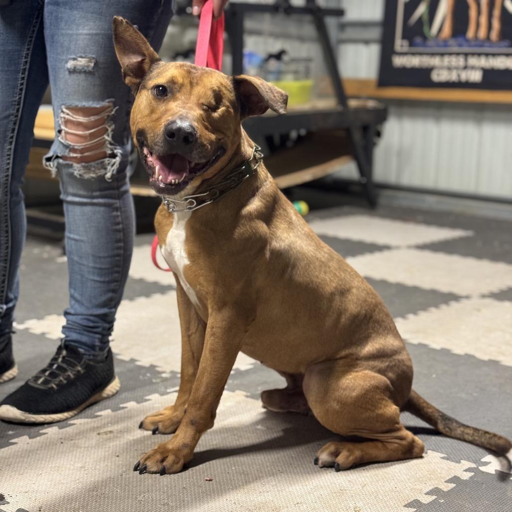 Enlarge Bo Peeper, a Adoptable mixed breed in Wadena, MN image 2/6