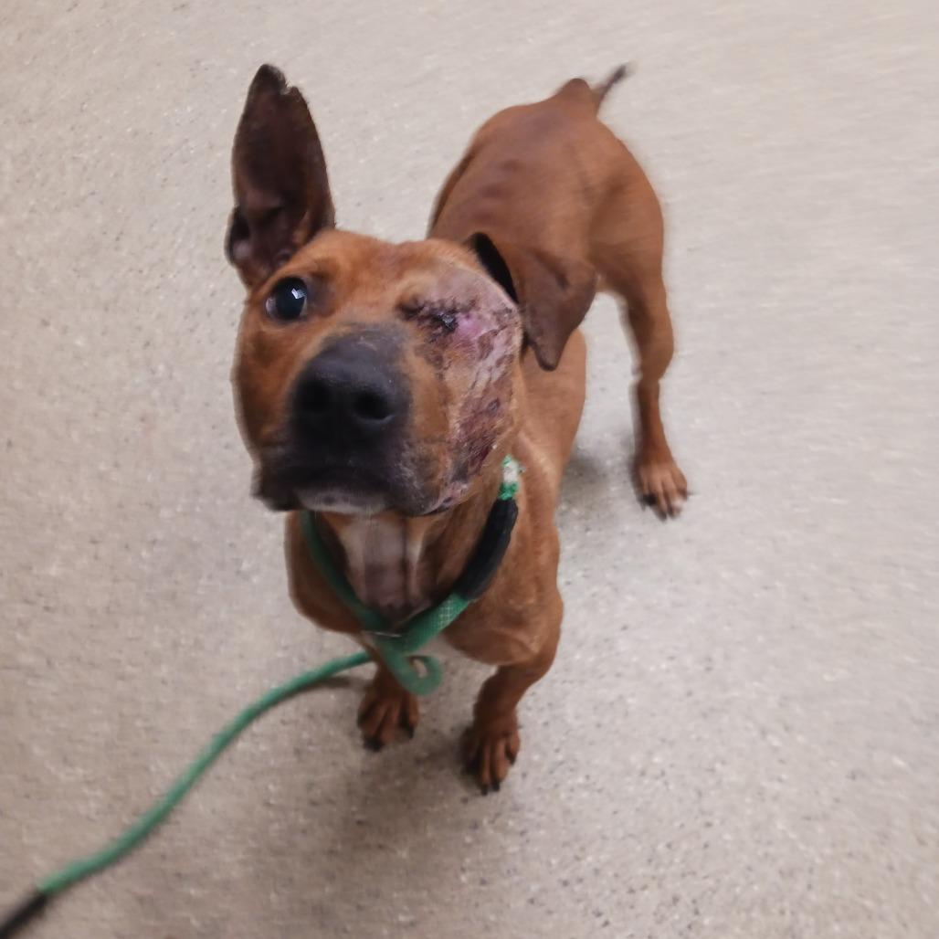 Bo Peeper, a Adoptable mixed breed in Wadena, MN image 3/6