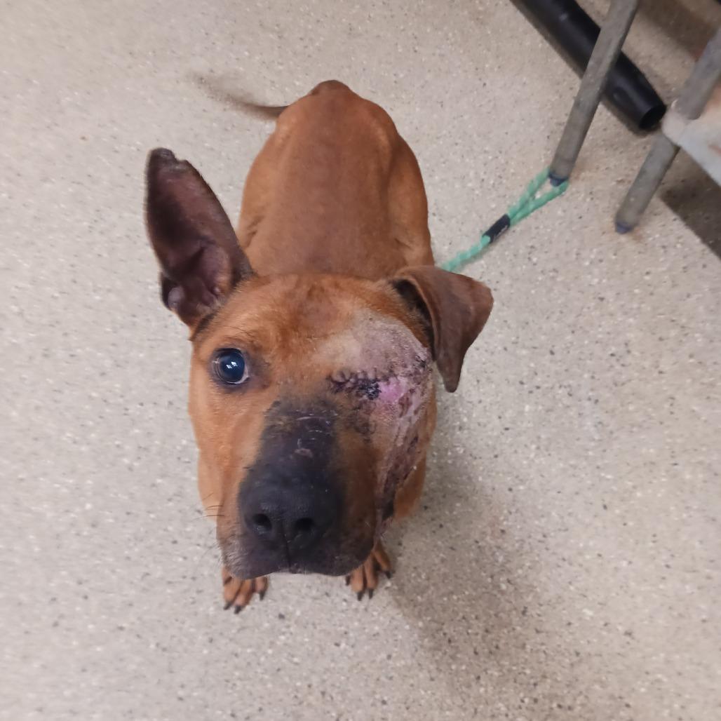 Bo Peeper, a Adoptable mixed breed in Wadena, MN image 4/6