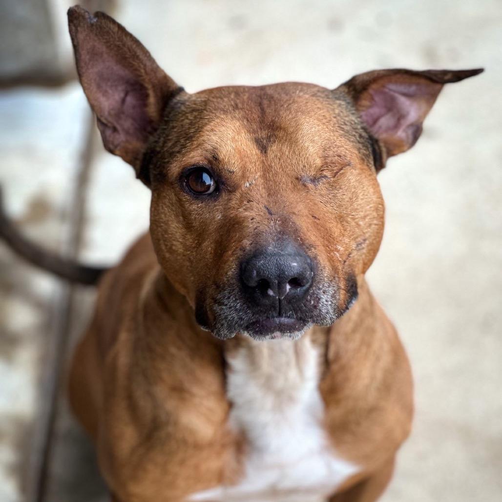 Enlarge Bo Peeper, a Adoptable mixed breed in Wadena, MN image 5/6