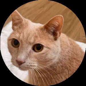 Harvey, ADOPTABLE, Adult Male Domestic Short Hair.
