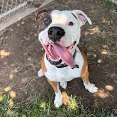 Hutch - Wiggly Cuddle Bug Who Just Wants to Love You!