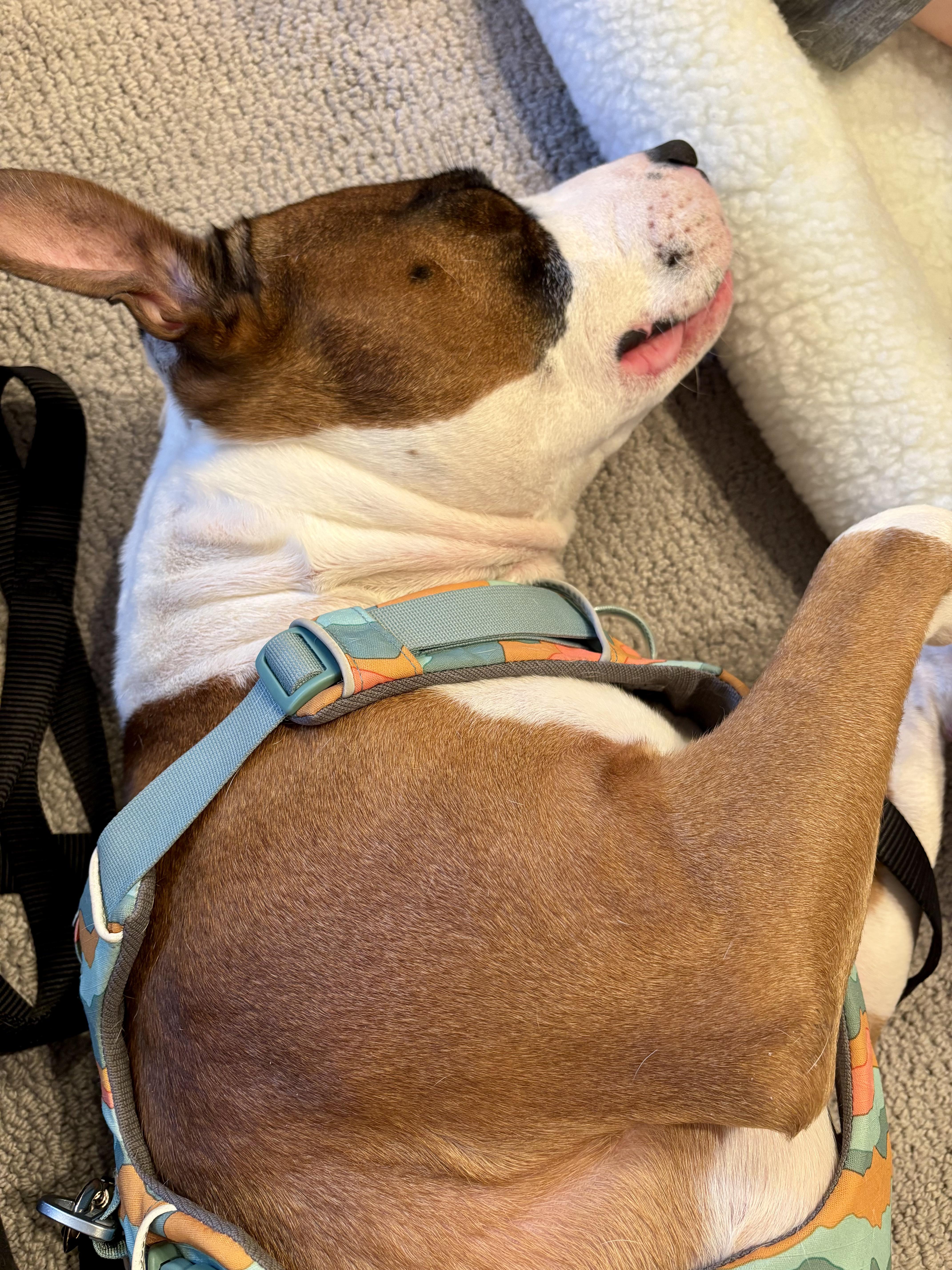 Hutch - Wiggly Cuddle Bug Who Just Wants to Love You!