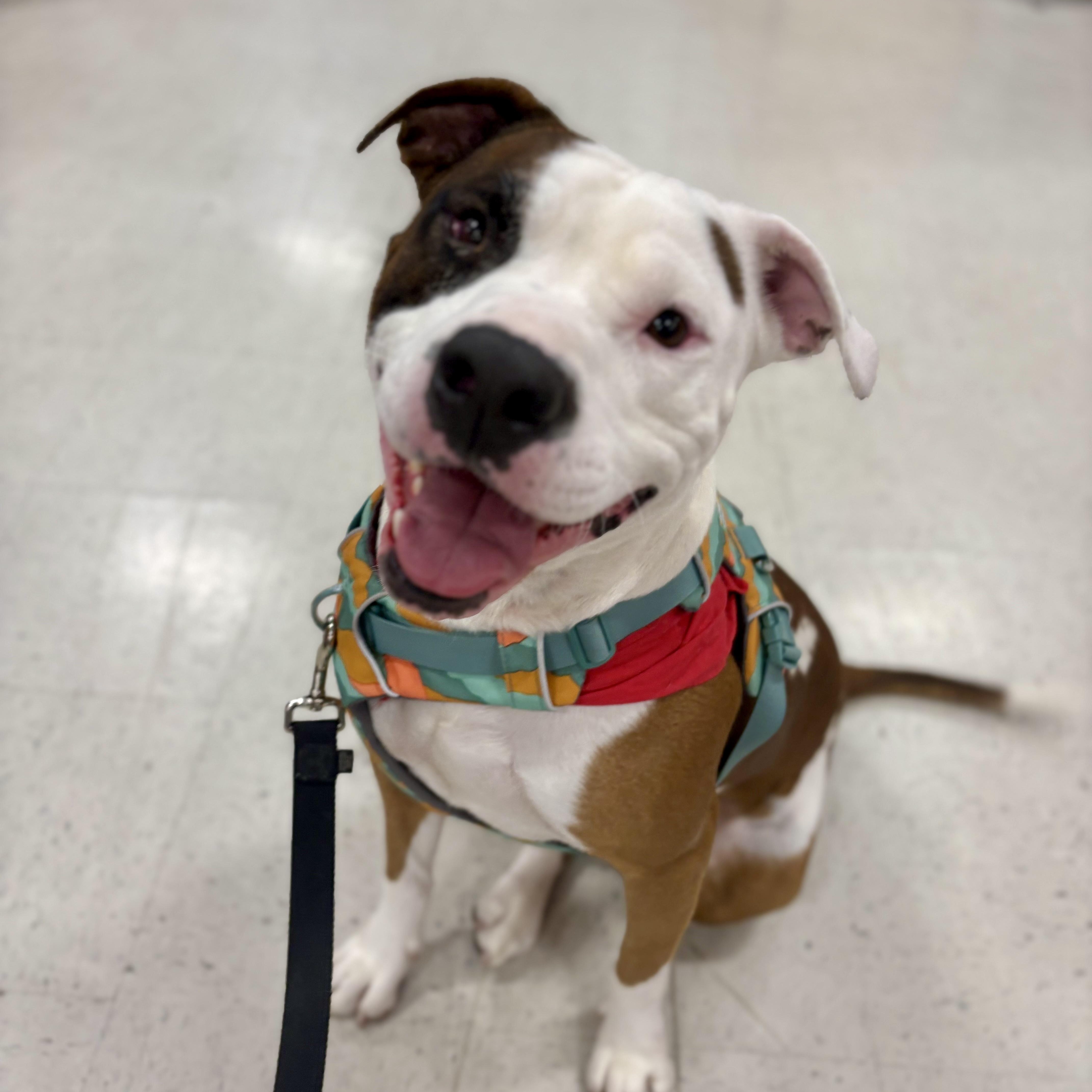 Hutch - Wiggly Cuddle Bug Who Just Wants to Love You!