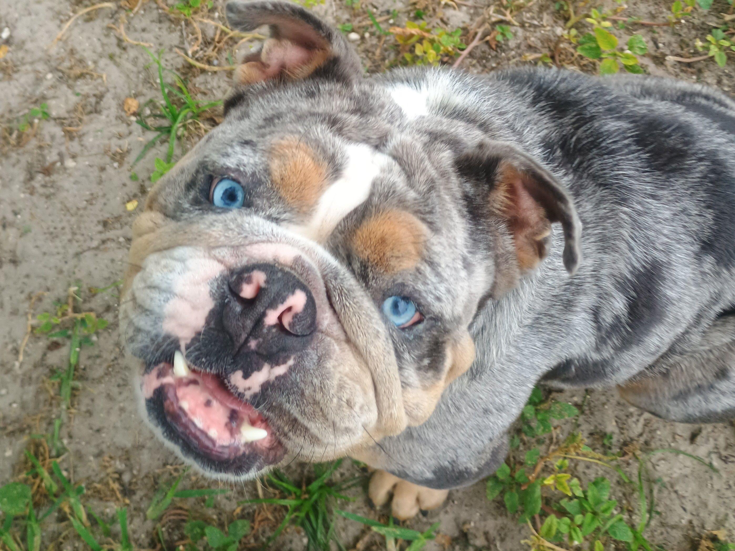 Gerti, an adopted mixed breed in New Port Richey, FL image 2/4