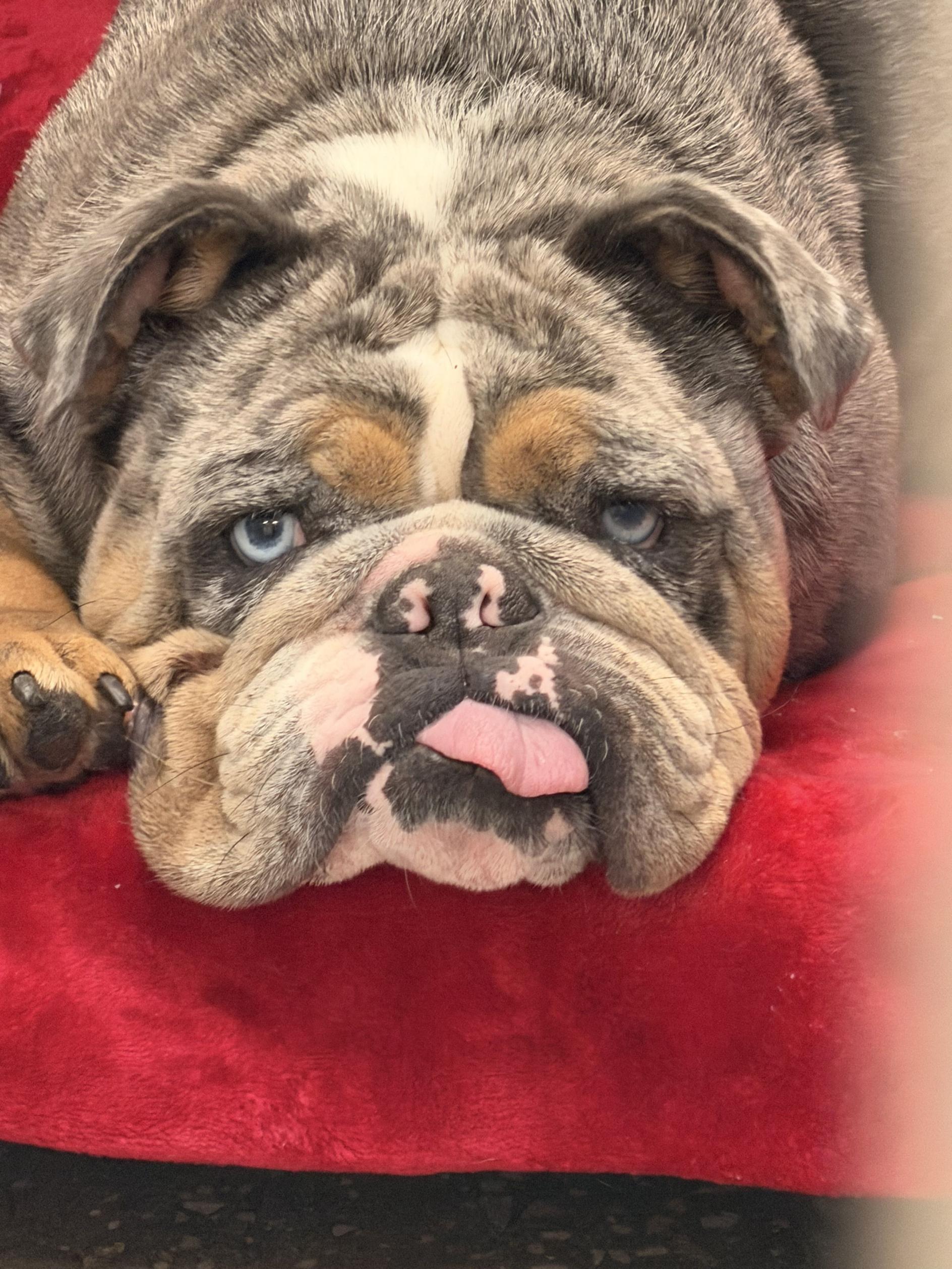 Gerti, adopted, Adult Female Bulldog.
