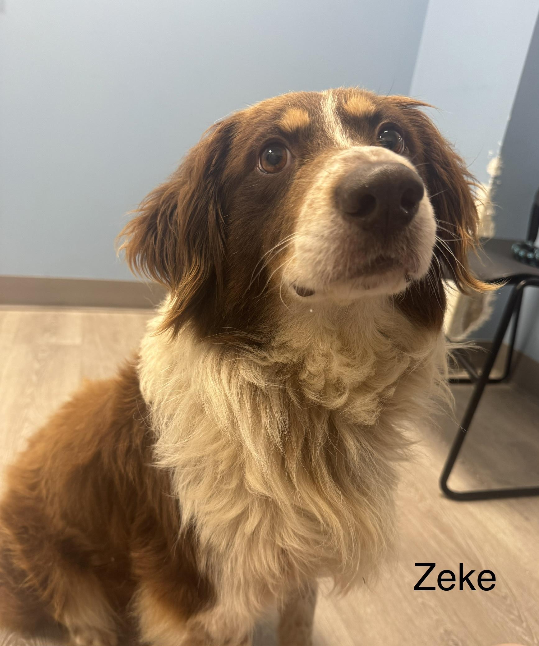 Zeke, adopted, Young Male Australian Shepherd.