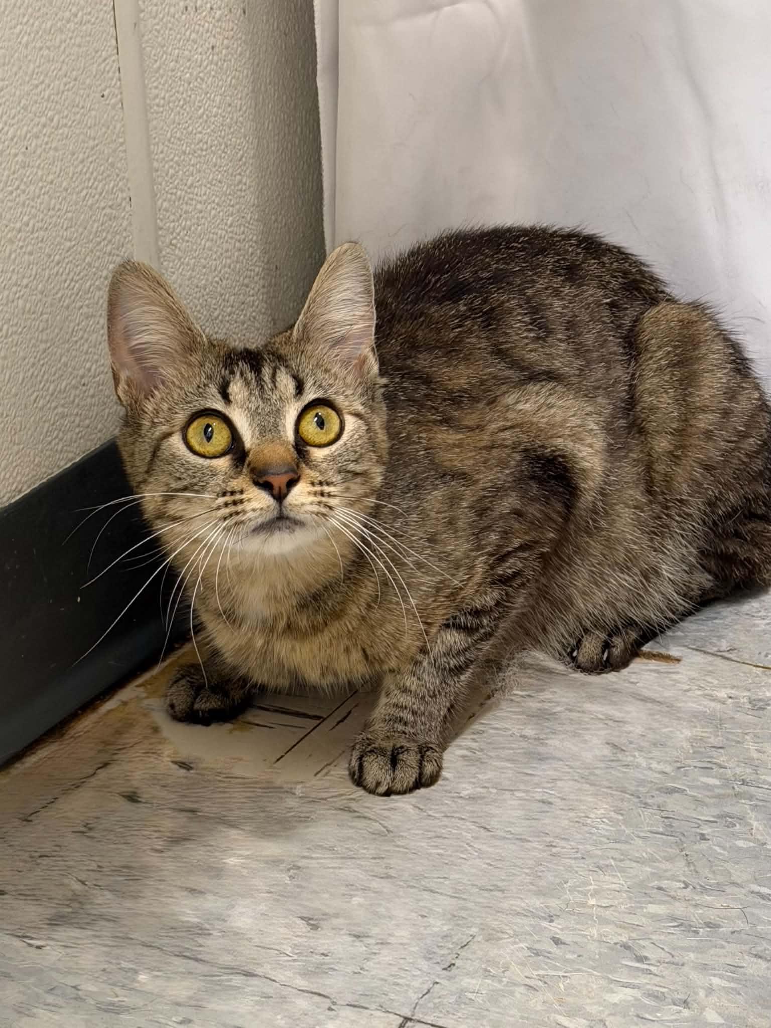 Tobie, ADOPTABLE, Adult Female Domestic Short Hair.