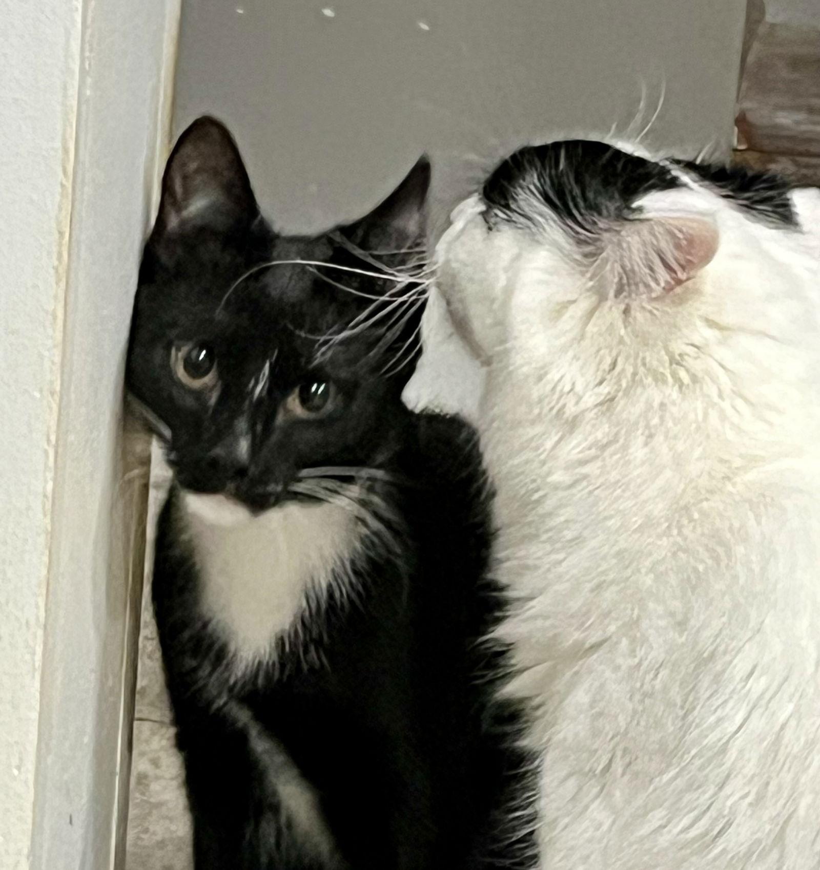 Stripe, Adoptable, Kitten Male Tuxedo.