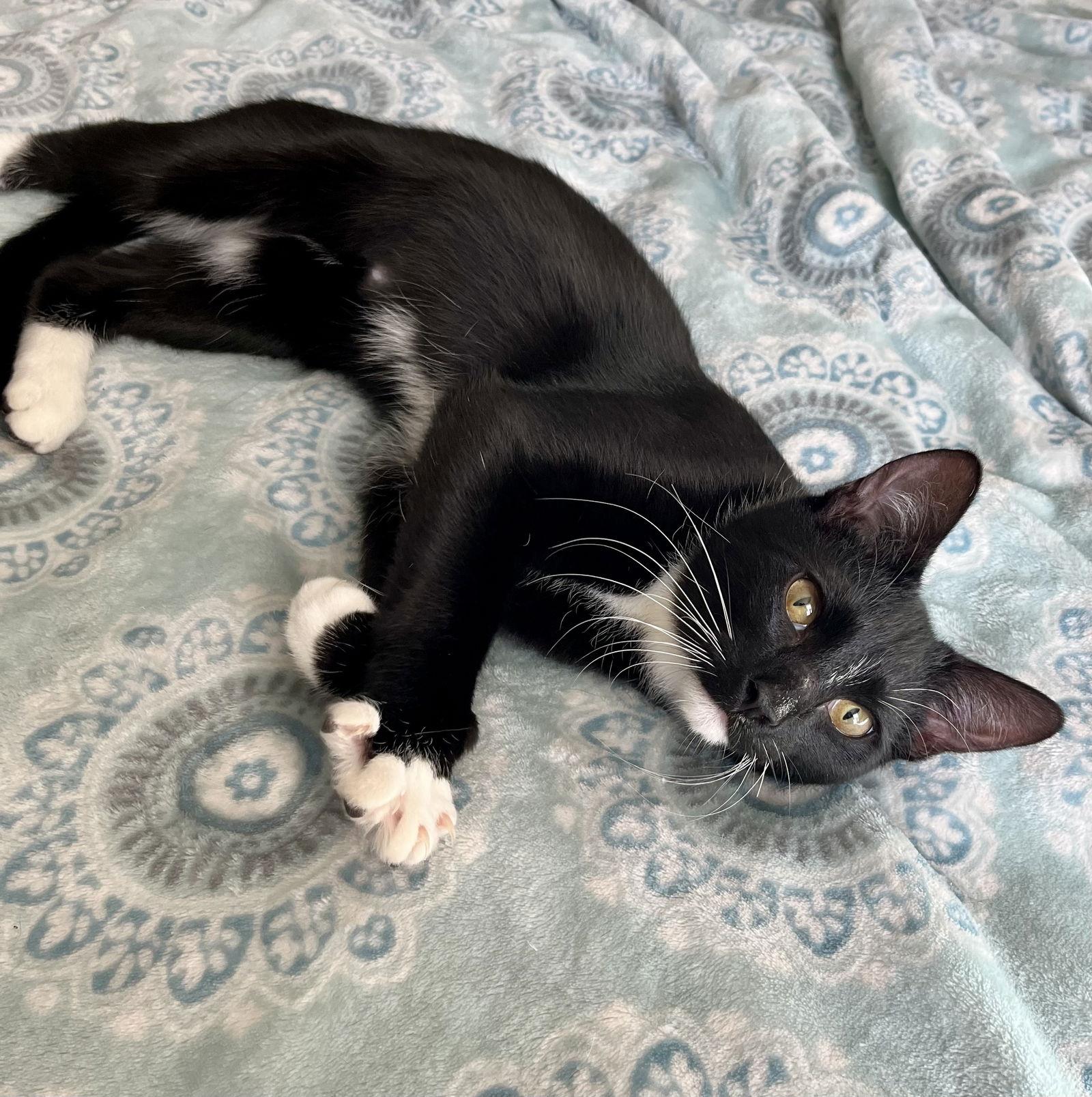 Stripe, Adopted, Kitten Male Tuxedo.