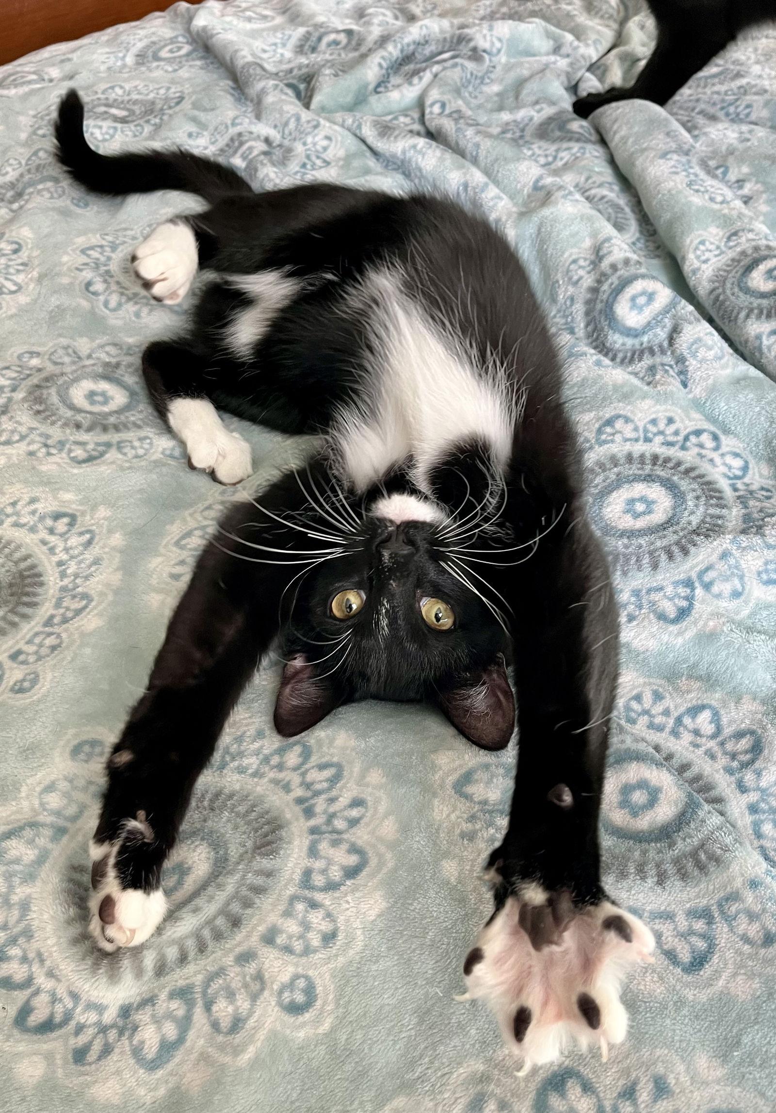 Enlarge Stripe, a Adopted Tuxedo in Rural Hall, NC image 3/3