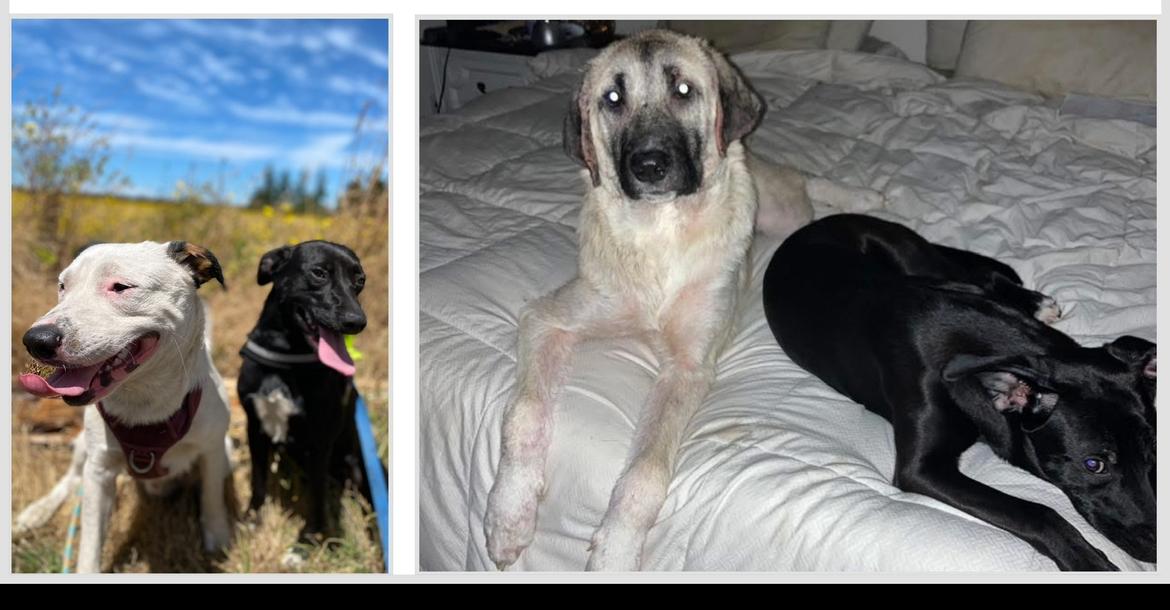 Shiloh, a Adoptable Anatolian Shepherd in CLINTON, WA image 1/2