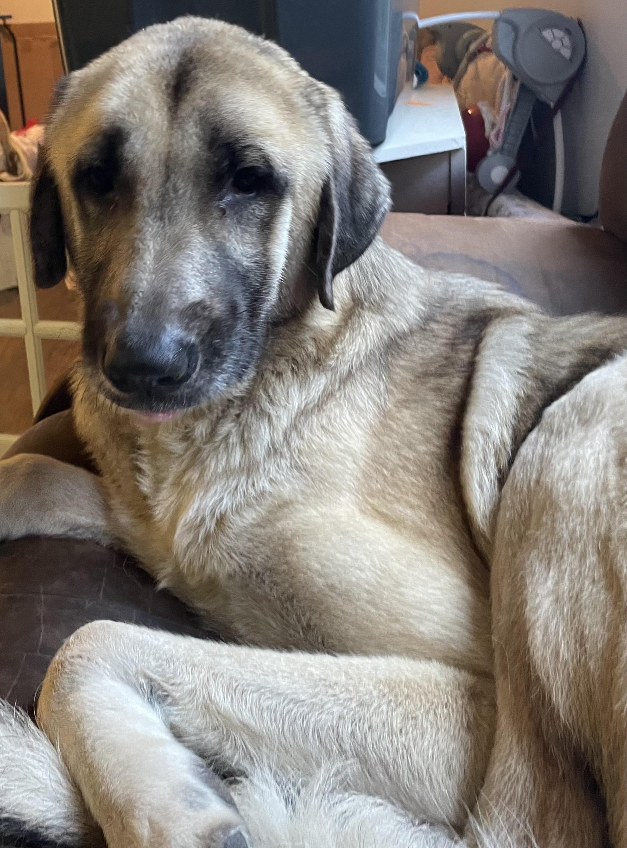 Shiloh, Adoptable, Adult Male Anatolian Shepherd.