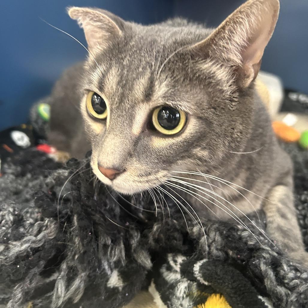 Meow Meow, Adoptable, Adult Male Domestic Short Hair.