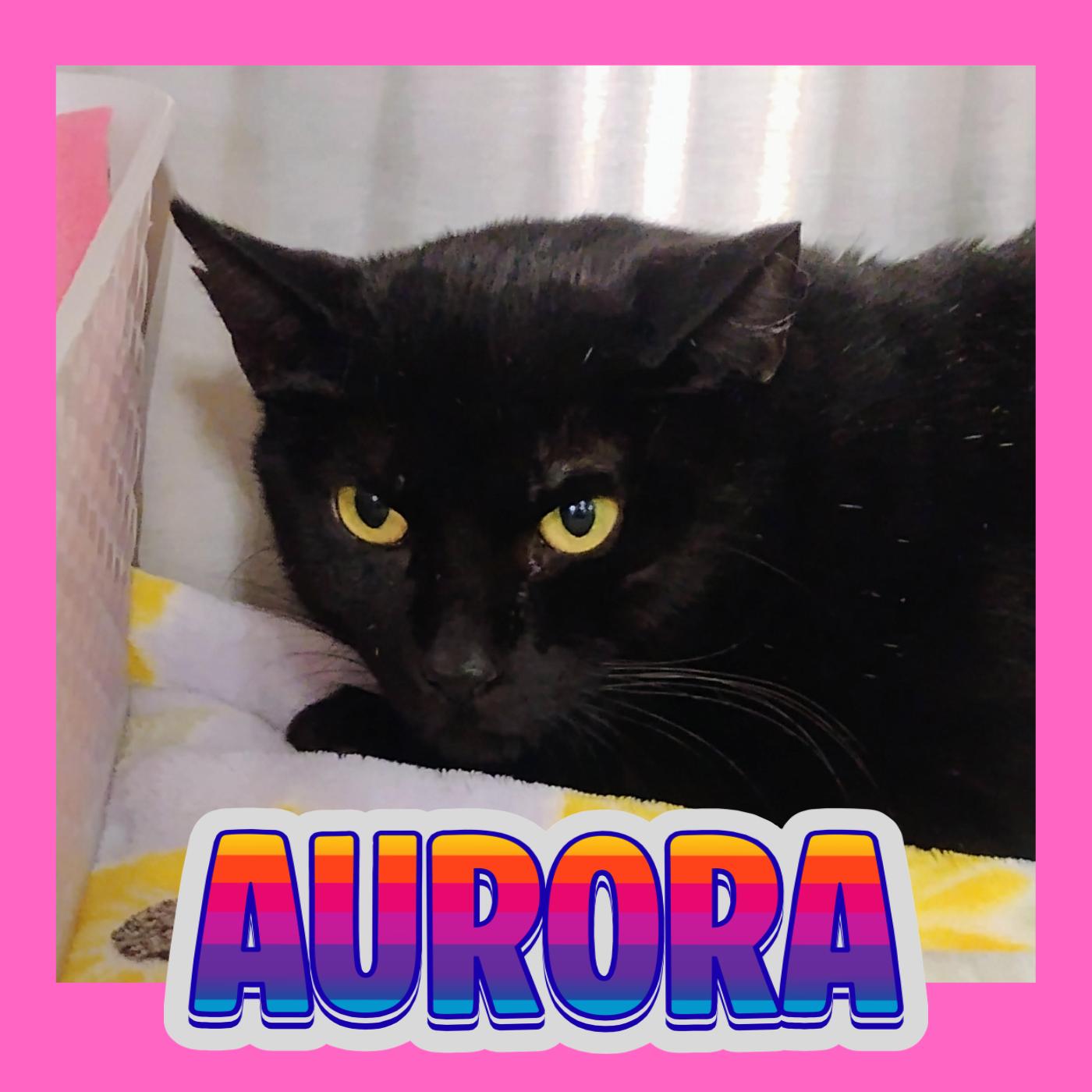 Aurora, Adoptable, Adult Female Domestic Short Hair.