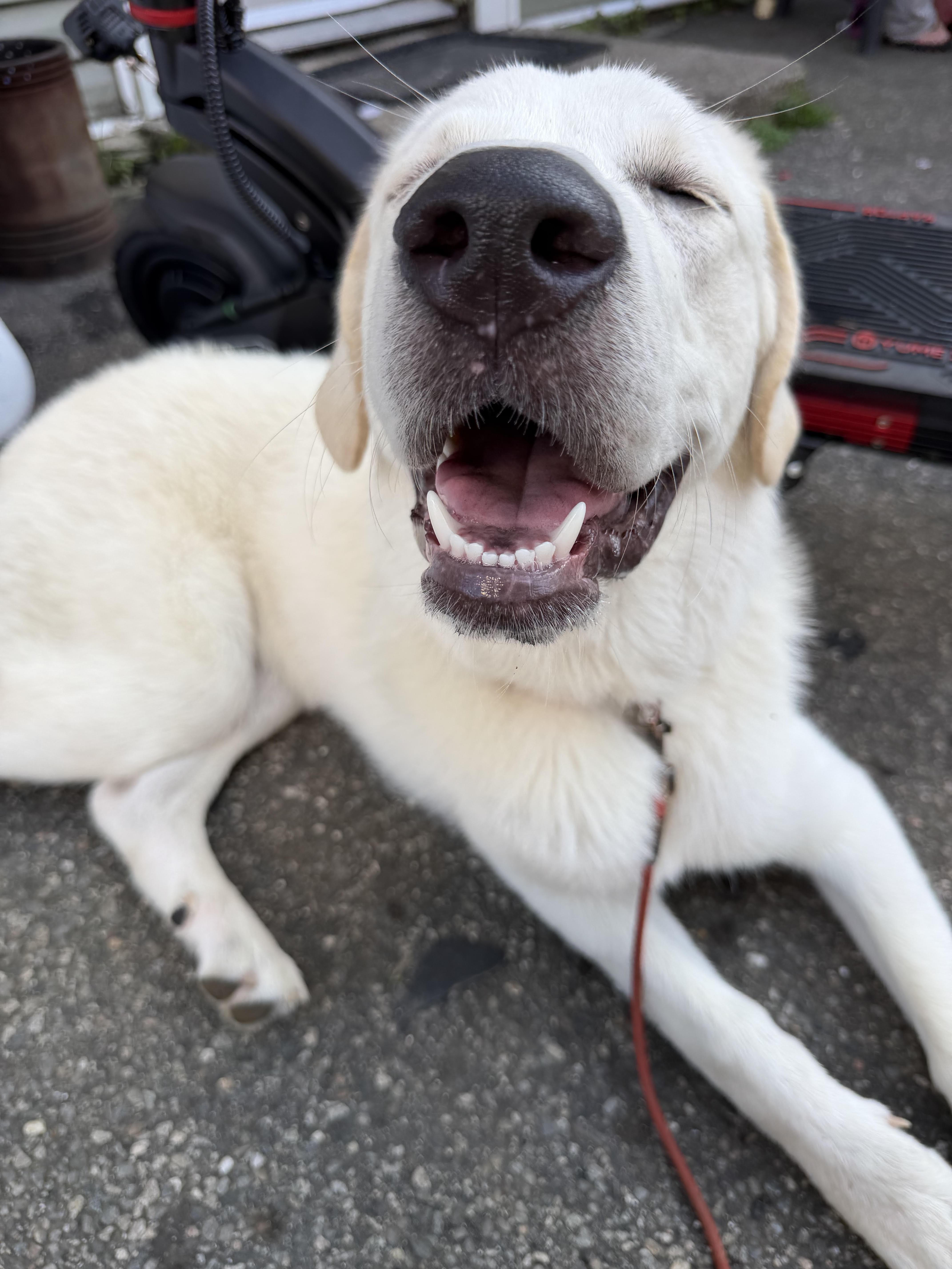 Lola, ADOPTABLE, Young Female Great Pyrenees & Mastiff.