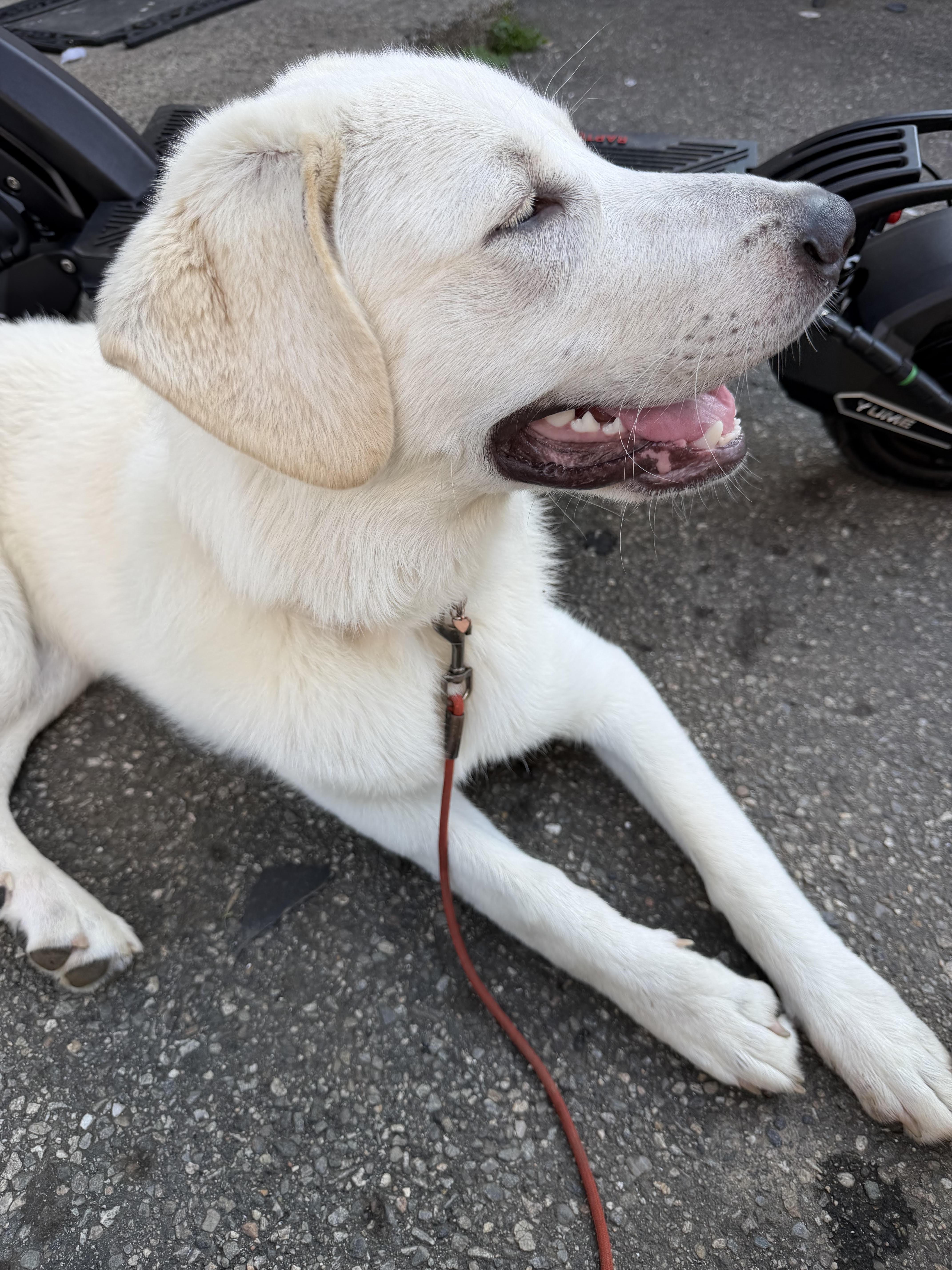 Lola, a ADOPTABLE mixed breed in East Hartland, CT image 3/5
