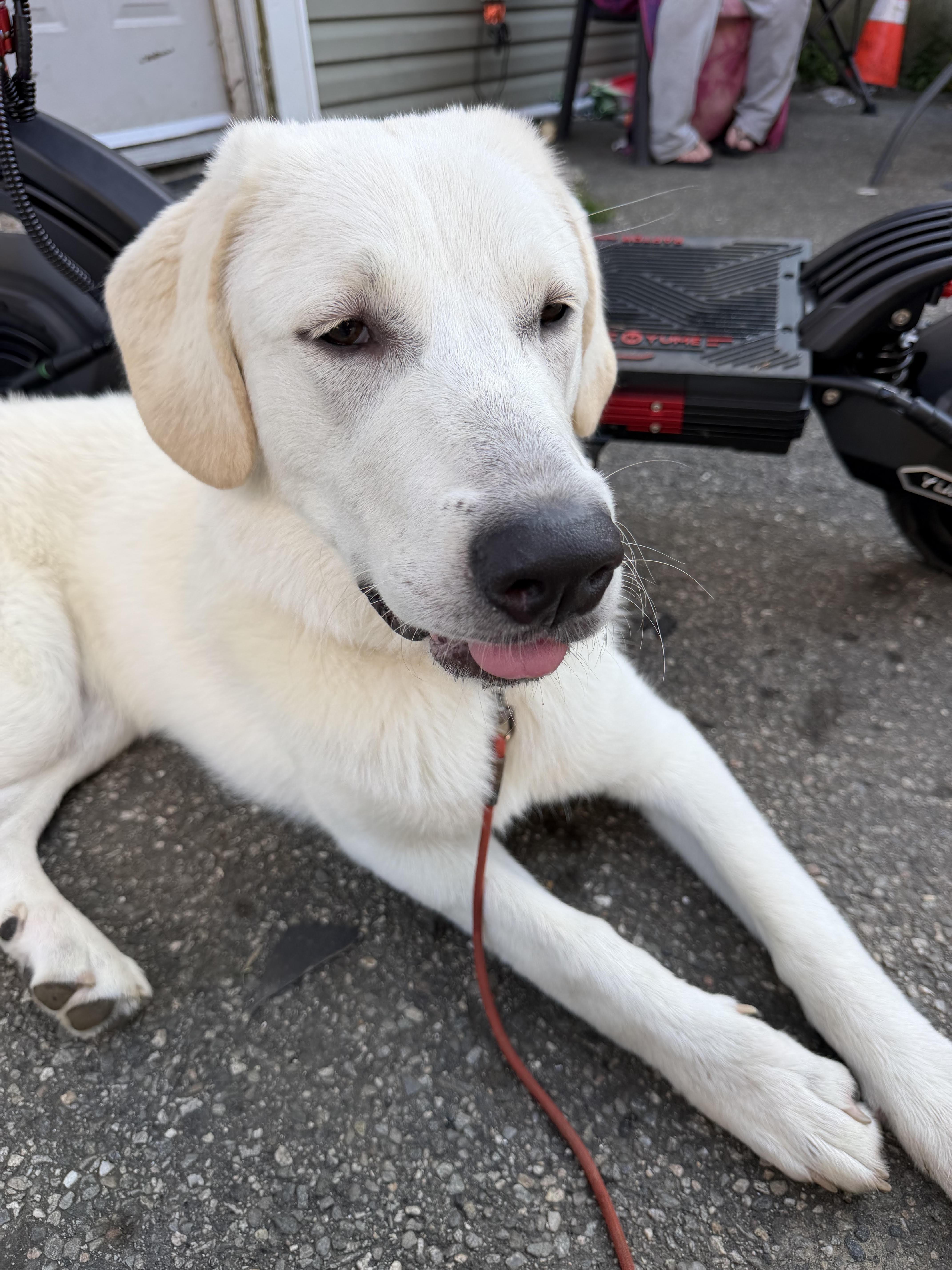 Lola, a ADOPTABLE mixed breed in East Hartland, CT image 4/5